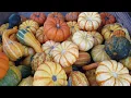 Mick Farms Saint Cloud Florida