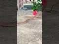 Download Lagu Deadly Attack By Russell's Viper || 😱🐍🥵 #snake #viral #shorts
