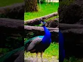 Download Lagu peacock sound🦃