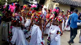 hamar tharu sanskriti ke sakhiya nach ek cho jarur herbi
