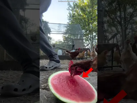 watermelon