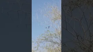 صوت عصفور النادر المعيلق الأسود 