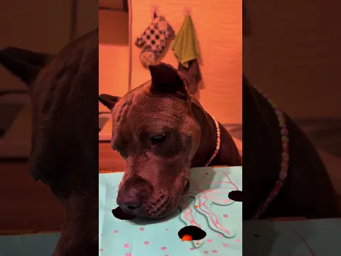 Cómo Logró El Perrito Ganar El Desafío De Velocidad? 😱