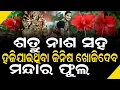 Lagu ଶତ୍ରୁ ନାଶ ସହ ହଜିଯାଇଥିବା ଜିନିଷ ଖୋଜିଦେବ ମନ୍ଦାର ଫୁଲ #mandarafulaprediction #bnslive