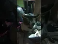 Download Lagu lagi duduk santai cuy #kalbar #vlogfree #cats #kucing #short #kucingviral #catsvirals #shortviral