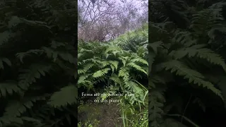 Ferns are my absolute favorite. #fyp #dream #nature #plant