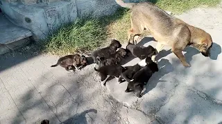 كلبه تنجب تسع كلاب صغيره سبحان الله دندنها