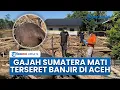 Lagu Gajah Sumatera Mati Terjepit Kayu Terseret Banjir di Aceh, Warga Kaget Di Desa Ini Tak Ada Gajah