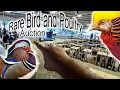 Game Breeders Auction Rare Birds and Poultry