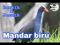 Download Lagu Suara burung Mandar biru Jantan dan Betina Ampuh untuk memancing keluar dari semak2