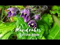 Lagu Mandrakes in the Bible, a Jewish Take
