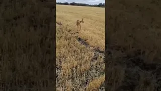 Жителей Омской области просят не трогать и не пугать лесных косуль