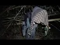 Download Lagu BISMILAH MUDAAH MUDAHAN GA ADA APA APA DI LOKASI SI MACAN INI‼️