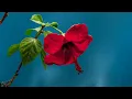 Lagu How a Shoeblack plant (Bunga Raya) Blooming in Time Lapse ?
