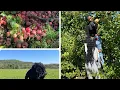 Fall Apple Picking at Chiles Peach Orchard with The Family