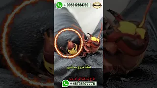 اخطر ما في الدبور الة اللسع هجوم الدبور على النحل عسل دبور اوروبا المانيا تركيا غذائيات المونة 