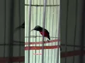 Download Lagu Hummingbird sounds #colibrí #colibríes #colibri #sunbird #kolibrininja #koningacor #birds #shorts
