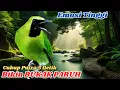 Download Lagu GILA! PANCINGAN CUCAK IJO GACOR, ISIAN RAPAT, SUARA KERAS