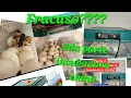En verdad funciono la incubadora china de mercadolibre