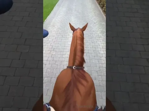 ￼ horse New shorts video - Amzing shorts ( My new shorts ) #shorts #horse