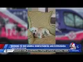 Paws for Life Utah s Mission to End Animal Homelessness and Euthanasia