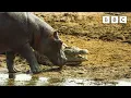 Download Lagu Hippos take on crocodiles for best sunbathing spot | Serengeti - BBC