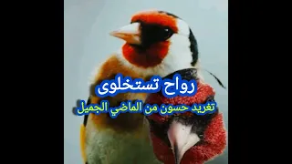 تغريد الحسون الجزائري فنان 