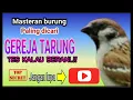 Download Lagu Suara burung gereja tarung#kicaumania #gerejatarung 