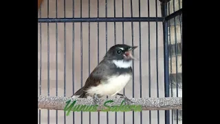 cukup 5 menit burung kipas manapun bakal nyaut dan gacor joss 