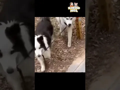 Quando seu cão é disciplinado - Animais Dublados Binho e Mel