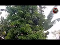 Download Lagu Suara Pikat Menjer!t Terjep!t‼️,Kolibri Wulung,Kowul,Muncang,Kolibri Kaca,Mix Kt Ribut