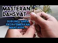 Download Lagu Burung Masteran Asli tanpa ekor Suara Tembakan rapet Ngerol Burung Langka