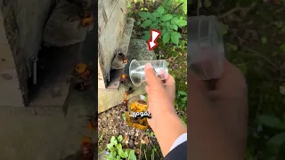 رجل يصطاد الدبابير الضخمة لحماية النحل 