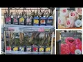 Bare Root Roses have landed at Lowe s for the 2025 garden season So many varieties GA zone 8a