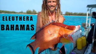 Sharks, Hogfish and Turtles in Eleuthera BAHAMAS [E337]