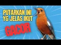 Lagu LANGSUNG RESPON! 1000% efektif buat pancingan Anis merah bisu macet total biar bunyi kembali | 25