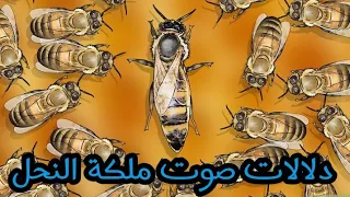 صوت ملكة النحل ودلالته بالنسبة لباقي اعضاء الخلية 