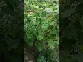 #garden #gardening #harvesting #bittergourd #vegetables #climber #organic #deshi #vlog #nature #food