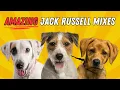 15 Jack Russell Mixes You Didn t Know Were Possible