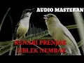 Download Lagu Audio  KOMBINASI KENARI, PRENJAK, CIBLEK NGEBREN cocok untuk MASTERAN burung LOMBA