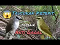 Download Lagu Suara Pikat Trucukan Kejepit Anti Gagal