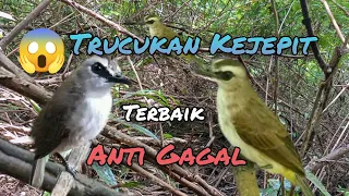 suara pikat trucukan kejepit anti gagal
