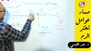 افضل طريقة لفهم وحفظ مسار عوامل تخثر الدم Coagulation Factors Pathway 