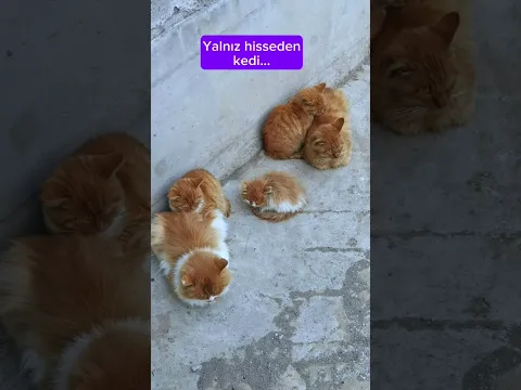 Yalnız hisseden kedi 😔 #kedilervadisi #kedi #cat