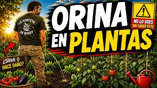 El FERTILIZANTE GRATIS que todos producimos… Mito o Realidad sobre la  ORINA