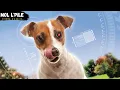 Download Lagu ولد ضعيف يجد بالصدفة كلب خارق😮 يحميه من المتنمرين😰 ويحميان العالم من رجل شرير😱||ملخص🎦  𝐅𝐨𝐱𝐭𝐞𝐫 \u0026 𝐌𝐚𝐱