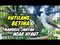 Lagu suara pancingan burung kutilang betina memanggil jantan agar nyaut dan gacor