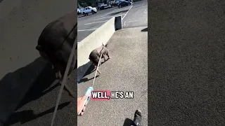 #Fyp #dream #YouTube #doberman #pets