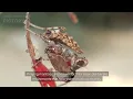 Download Lagu Praying Mantis