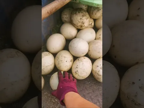 Why doesn't any normal shopkeeper sell ostrich eggs? #shorts